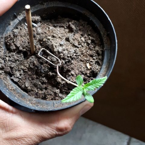 Pelelei one growlog timeline photo