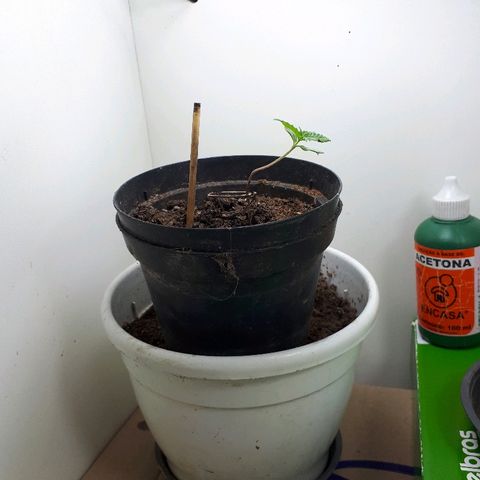 Pelelei one growlog timeline photo