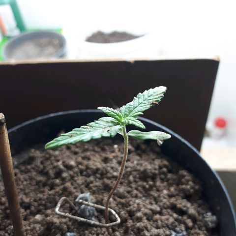 Pelelei one growlog timeline photo
