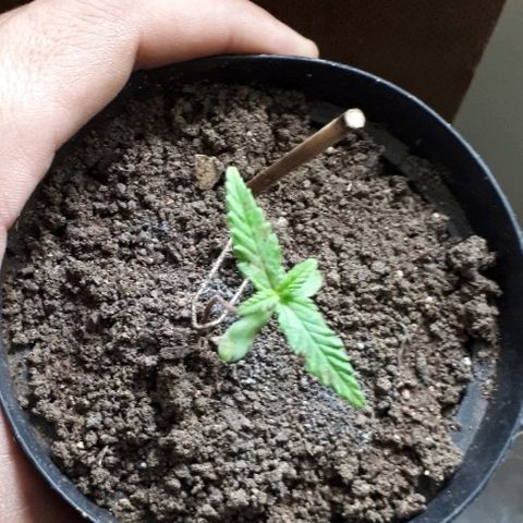 Pelelei one growlog timeline photo