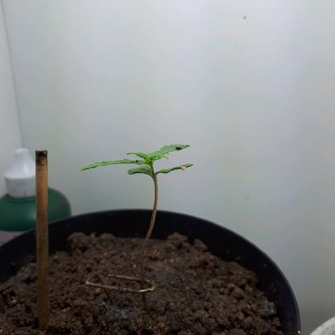 Pelelei one growlog timeline photo