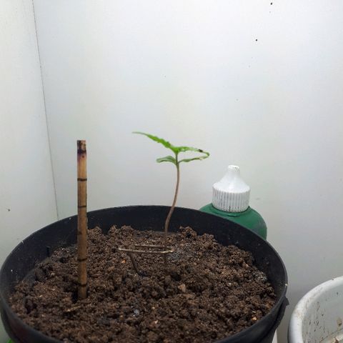 Pelelei one growlog timeline photo