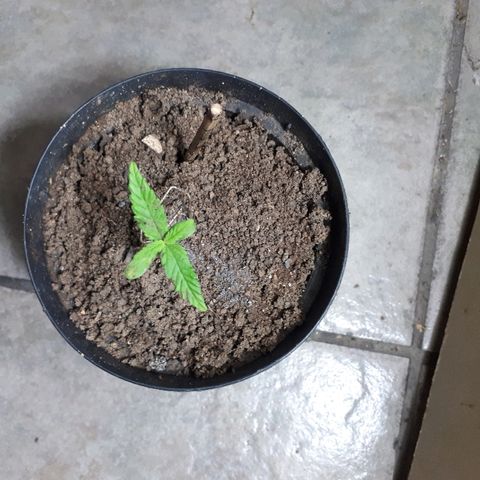 Pelelei one growlog timeline photo