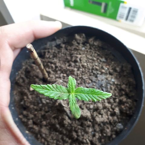 Pelelei one growlog timeline photo