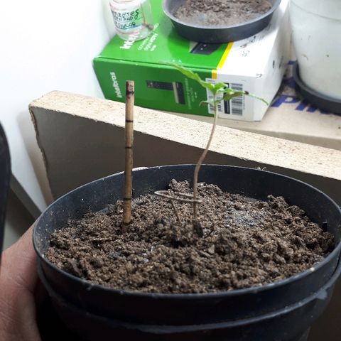 Pelelei one growlog timeline photo