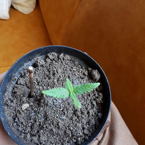 Pelelei one growlog photo: Opa retirada do sol...Verde mais vivo e pontas reverdejando
