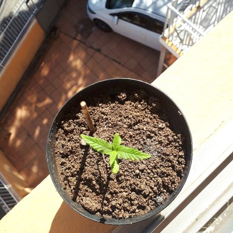 Pelelei one growlog photo: Colocada ao sol as 14:30 até 