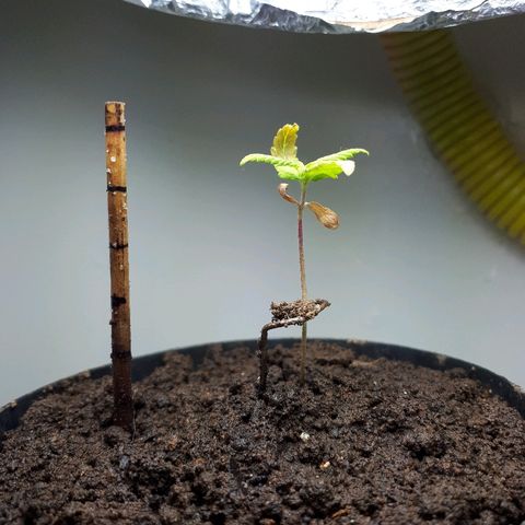 Pelelei one growlog photo:  Colocado banana moída e açúcar 