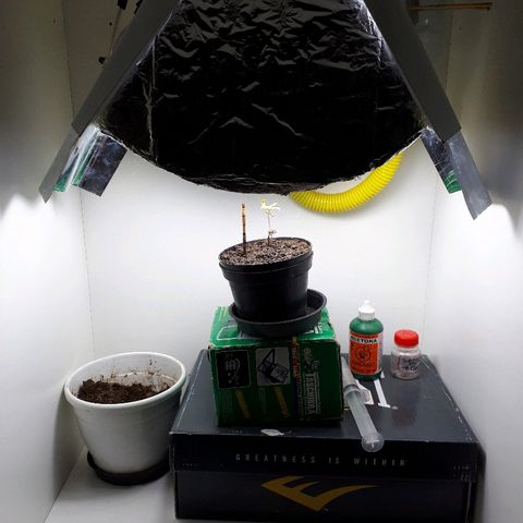 Pelelei one growlog timeline photo