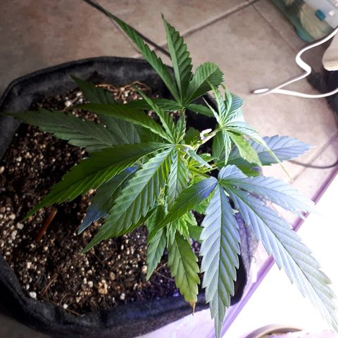 Pelelei one growlog photo: Poda fim