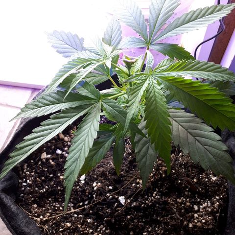 Pelelei one growlog timeline photo