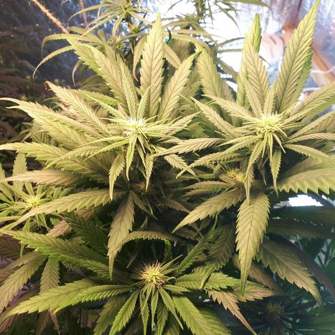 Pelelei one growlog timeline photo