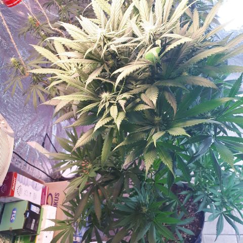 Pelelei one growlog timeline photo