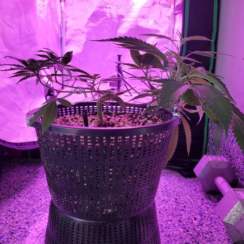 9# White Widow -  LST+ Crop growlog timeline photo