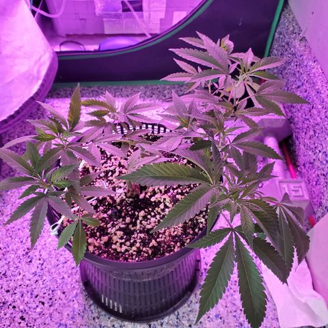 9# White Widow -  LST+ Crop growlog timeline photo