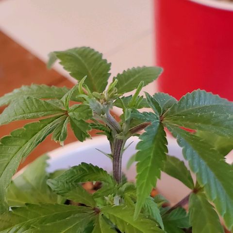 9# White Widow -  LST+ Crop growlog photo: Deu 3 lol