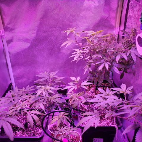 9# White Widow -  LST+ Crop growlog timeline photo
