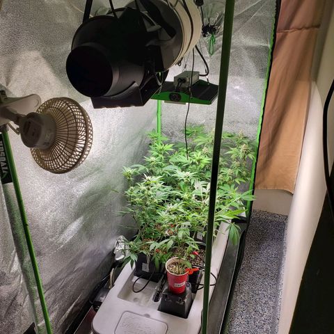 9# White Widow -  LST+ Crop growlog timeline photo