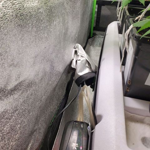 9# White Widow -  LST+ Crop growlog timeline photo