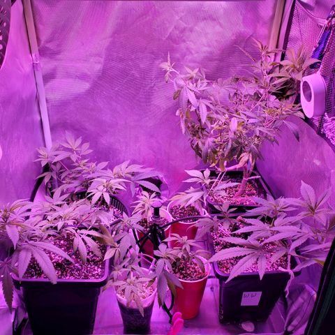9# White Widow -  LST+ Crop growlog timeline photo