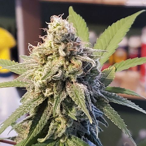 9# White Widow -  LST+ Crop growlog timeline photo