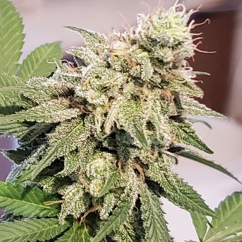 9# White Widow -  LST+ Crop growlog timeline photo
