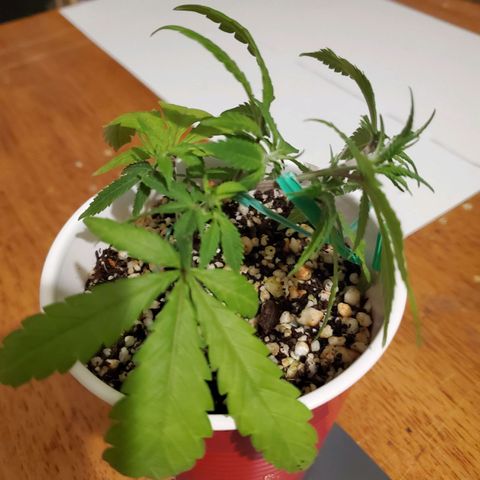 9# White Widow -  LST+ Crop growlog timeline photo