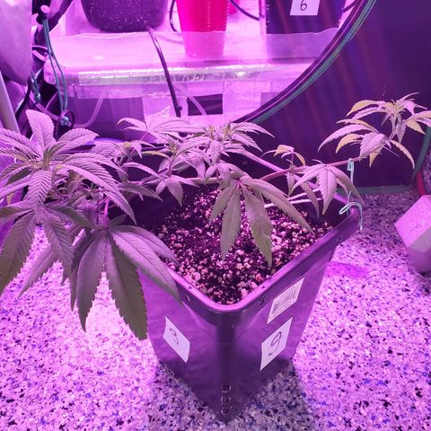 9# White Widow -  LST+ Crop growlog timeline photo