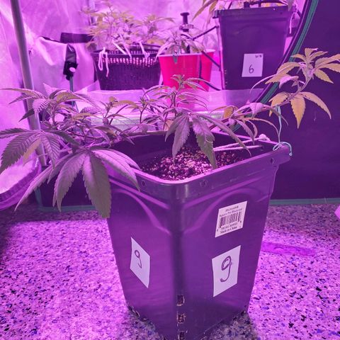 9# White Widow -  LST+ Crop growlog timeline photo