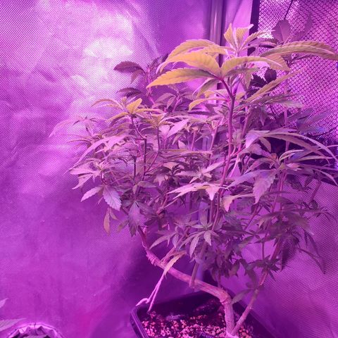 10# WW growlog timeline photo