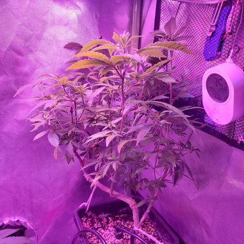 10# WW growlog timeline photo