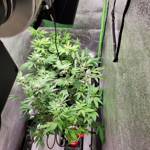 9# White Widow -  LST+ Crop growlog timeline photo