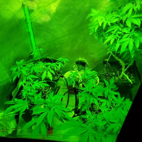 9# White Widow -  LST+ Crop growlog timeline photo