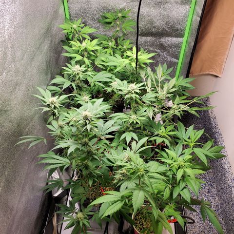 9# White Widow -  LST+ Crop growlog timeline photo