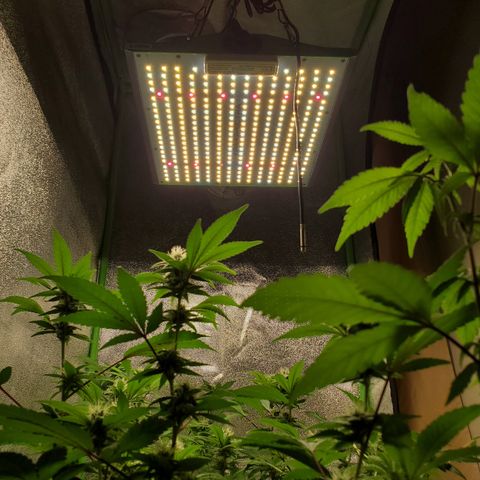9# White Widow -  LST+ Crop growlog timeline photo