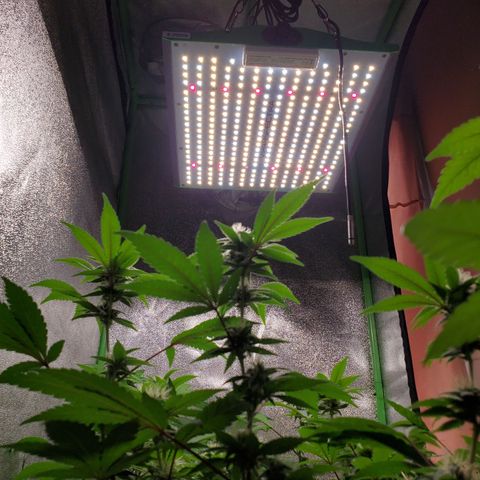 9# White Widow -  LST+ Crop growlog timeline photo