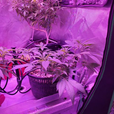 13 tops - LST growlog timeline photo