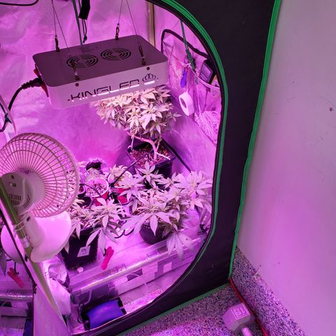 13 tops - LST growlog timeline photo