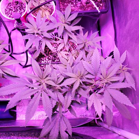13 tops - LST growlog timeline photo