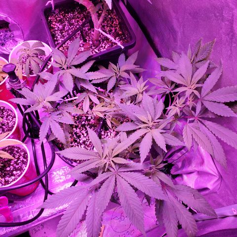 13 tops - LST growlog timeline photo