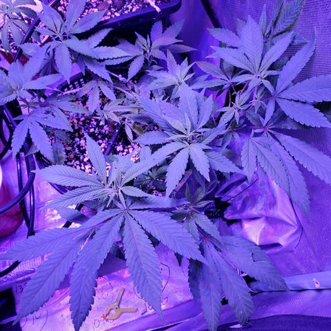 13 tops - LST growlog timeline photo