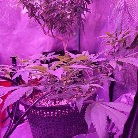 13 tops - LST growlog timeline photo