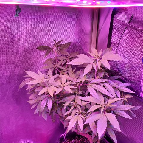 10# WW growlog timeline photo