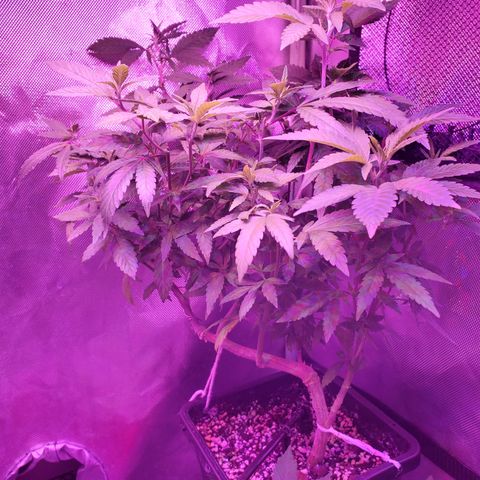 10# WW growlog timeline photo