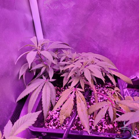 9# White Widow -  LST+ Crop growlog timeline photo