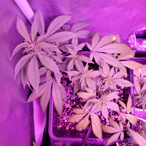 9# White Widow -  LST+ Crop growlog timeline photo