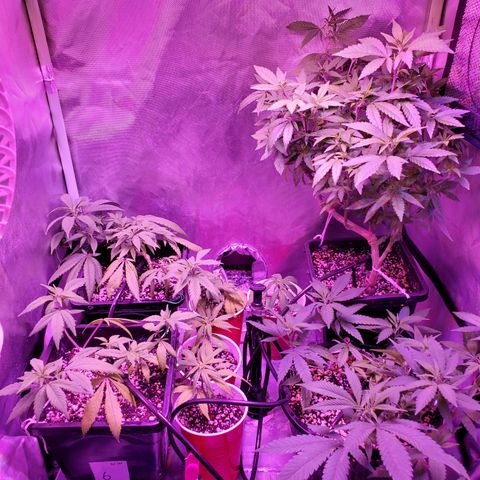 9# White Widow -  LST+ Crop growlog timeline photo