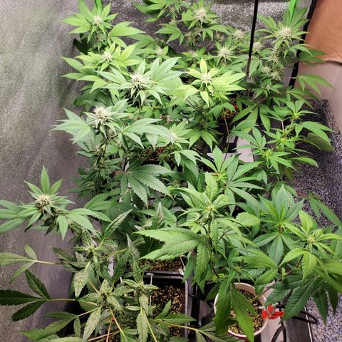 9# White Widow -  LST+ Crop growlog timeline photo