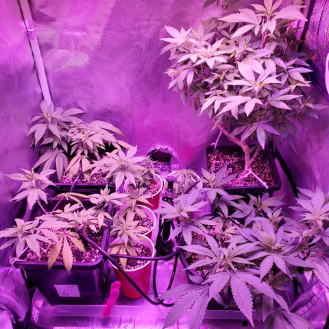 9# White Widow -  LST+ Crop growlog timeline photo