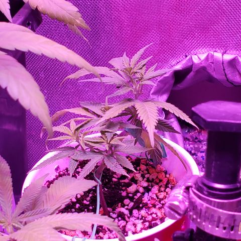 9# White Widow -  LST+ Crop growlog timeline photo
